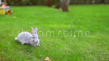 一对可爱可爱的白色和灰色毛茸茸的兔子坐在后院的绿草草坪上。小可爱的兔子走过